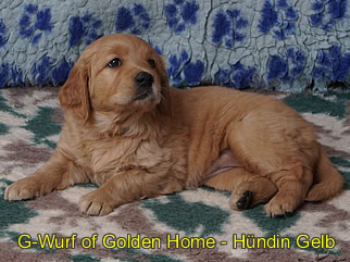 Golden Retriever Welpen of Golden Home G-Wurf/Woche6