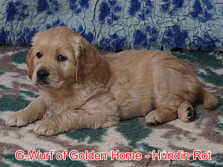 Golden Retriever Welpen of Golden Home G-Wurf/Woche6