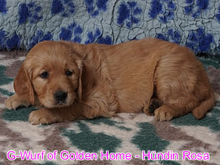 Golden Retriever Welpen of Golden Home G-Wurf/Woche6