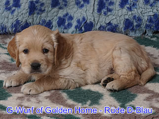 Golden Retriever Welpen of Golden Home G-Wurf/Woch6
