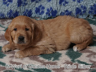 Golden Retriever Welpen of Golden Home G-Wurf/Woche6