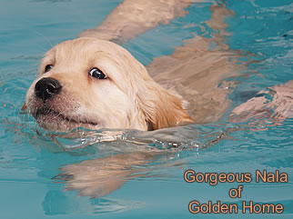 Golden Retriever Welpen of Golden Home G-Wurf/Woche7