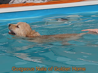 Golden Retriever Welpen of Golden Home G-Wurf/Woche7