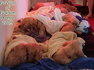 Golden Retriever Welpen of Golden Home G-Wurf/Woche7