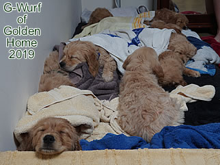 Golden Retriever Welpen of Golden Home G-Wurf/Woche7