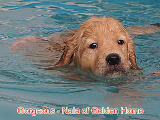 Golden Retriever Welpen of Golden Home G-Wurf/Woche7