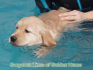 Golden Retriever Welpen of Golden Home G-Wurf/Woche7