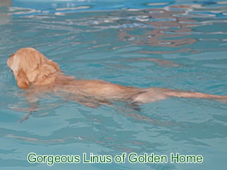 Golden Retriever Welpen of Golden Home G-Wurf/Woche7