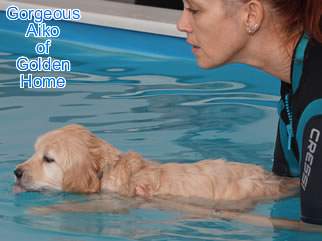 Golden Retriever Welpen of Golden Home G-Wurf/Woche7