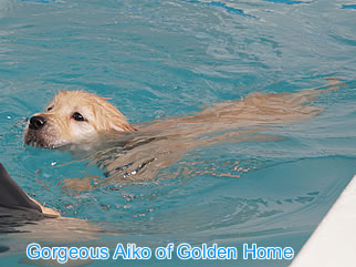 Golden Retriever Welpen of Golden Home G-Wurf/Woche7