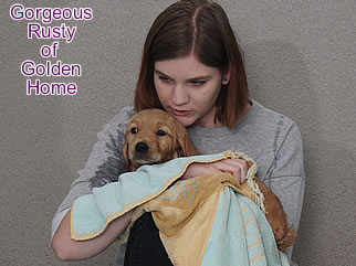 Golden Retriever Welpen of Golden Home G-Wurf/Woch7