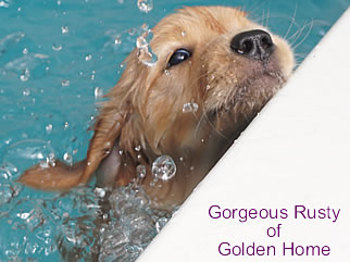 Golden Retriever Welpen of Golden Home G-Wurf/Woche7