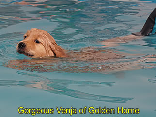 Golden Retriever Welpen of Golden Home G-Wurf/Woche7