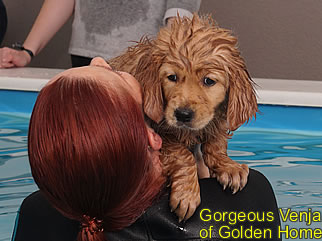 Golden Retriever Welpen of Golden Home G-Wurf/Woche7