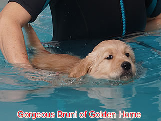 Golden Retriever Welpen of Golden Home G-Wurf/Woche7