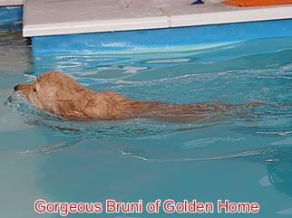 Golden Retriever Welpen of Golden Home G-Wurf/Woche7