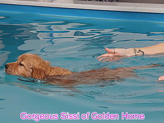 Golden Retriever Welpen of Golden Home G-Wurf/Woche7