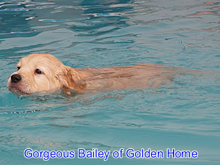 Golden Retriever Welpen of Golden Home G-Wurf/Woche7