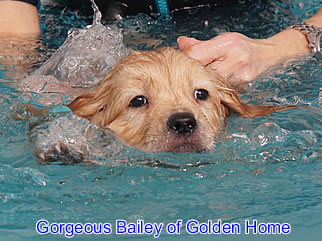 Golden Retriever Welpen of Golden Home G-Wurf/Woche7