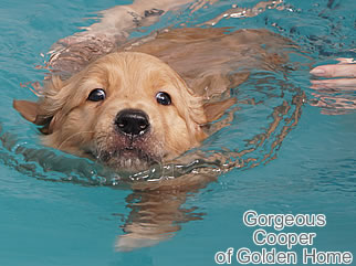 Golden Retriever Welpen of Golden Home G-Wurf/Woche7