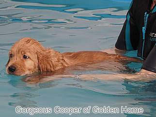 Golden Retriever Welpen of Golden Home G-Wurf/Woche7