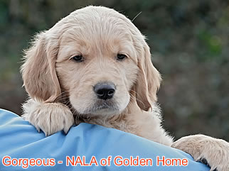 Golden Retriever Welpen of Golden Home G-Wurf/Woche8