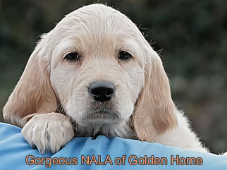 Golden Retriever Welpen of Golden Home G-Wurf/Woche8