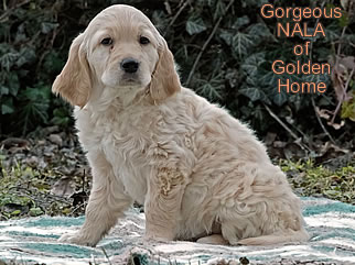Golden Retriever Welpen of Golden Home G-Wurf/Woche8