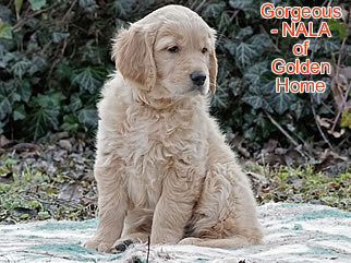 Golden Retriever Welpen of Golden Home G-Wurf/Woche8