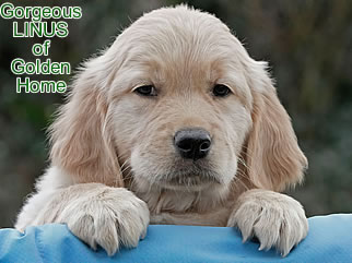 Golden Retriever Welpen of Golden Home G-Wurf/Woche8
