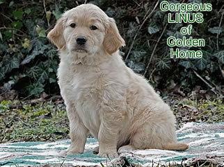 Golden Retriever Welpen of Golden Home G-Wurf/Woche8