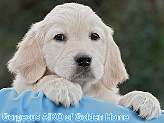 Golden Retriever Welpen of Golden Home G-Wurf/Woche8