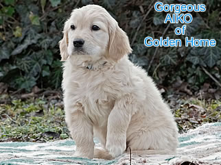 Golden Retriever Welpen of Golden Home G-Wurf/Woche8