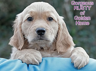 Golden Retriever Welpen of Golden Home G-Wurf/Woch8