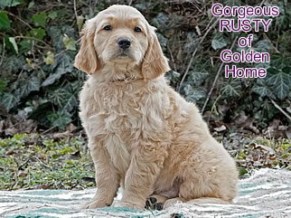 Golden Retriever Welpen of Golden Home G-Wurf/Woche8