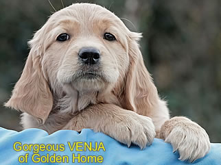 Golden Retriever Welpen of Golden Home G-Wurf/Woche8