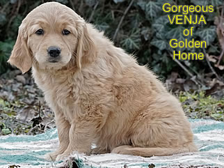 Golden Retriever Welpen of Golden Home G-Wurf/Woche8
