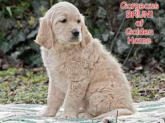 Golden Retriever Welpen of Golden Home G-Wurf/Woche8