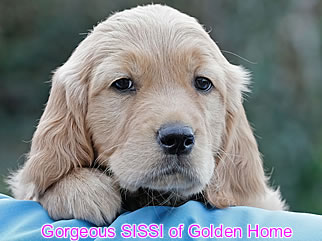 Golden Retriever Welpen of Golden Home G-Wurf/Woche8