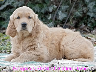 Golden Retriever Welpen of Golden Home G-Wurf/Woche8