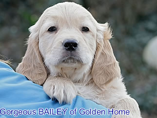 Golden Retriever Welpen of Golden Home G-Wurf/Woche8