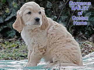 Golden Retriever Welpen of Golden Home G-Wurf/Woche8