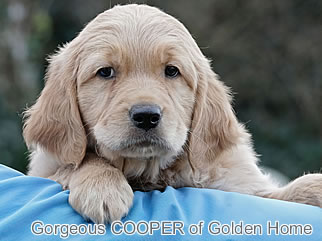 Golden Retriever Welpen of Golden Home G-Wurf/Woche8