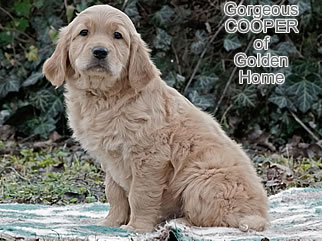 Golden Retriever Welpen of Golden Home G-Wurf/Woche8