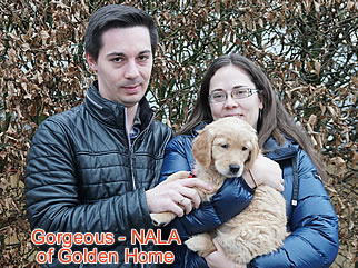 Golden Retriever Welpen of Golden Home G-Wurf/Besitzer