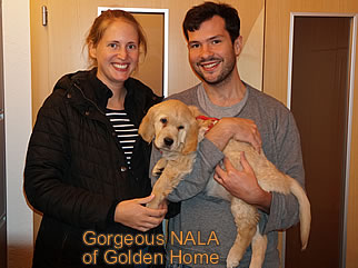 Golden Retriever Welpen of Golden Home G-Wurf/Besitzer