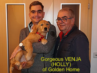 Golden Retriever Welpen of Golden Home G-Wurf/Besitzer