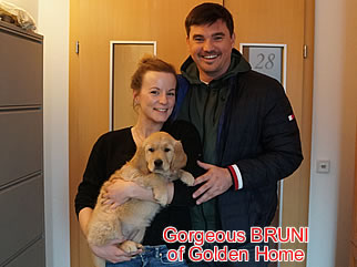 Golden Retriever Welpen of Golden Home G-Wurf/Besitzer