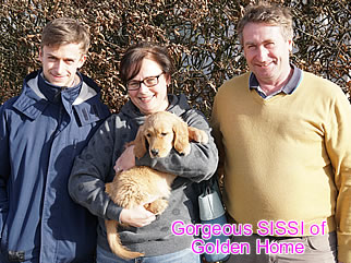 Golden Retriever Welpen of Golden Home G-Wurf/Besitzer
