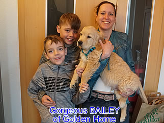 Golden Retriever Welpen of Golden Home G-Wurf/Besitzer